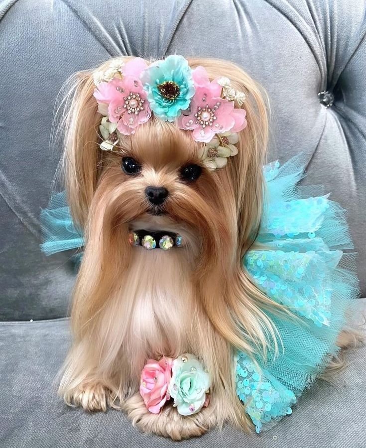 pet luxury international 77