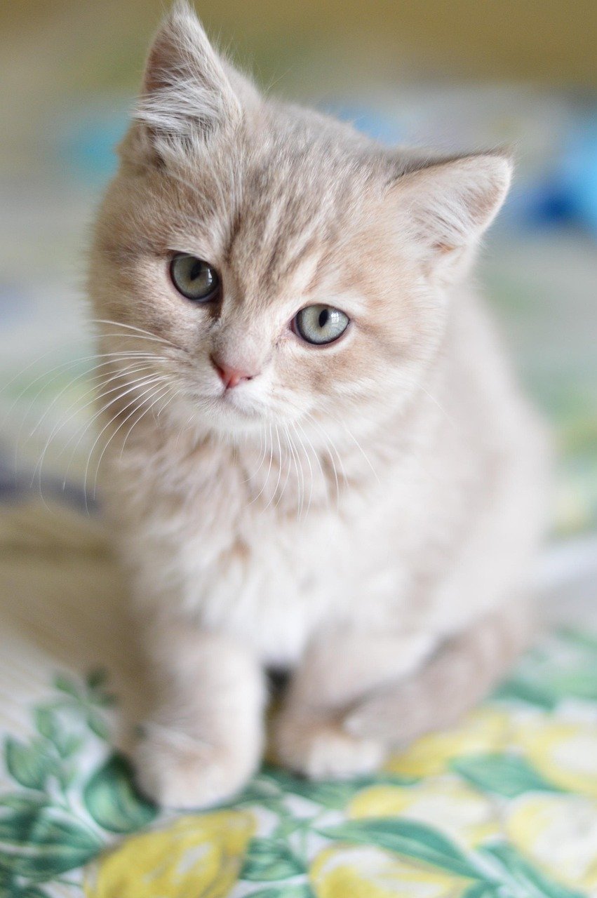 social-feed-img-04 cat, animal, cute, cats, pet, pets