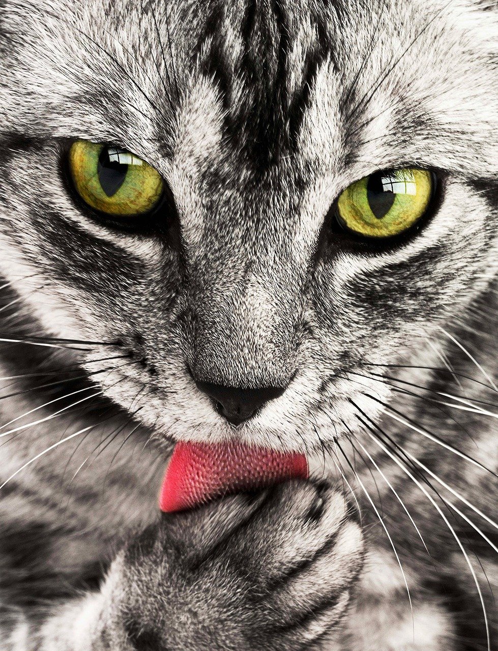 social-feed-img-03 cat, pet, licking, animal, tabby cat, domestic cat, feline, mammal, cute, adorable, nature, portrait