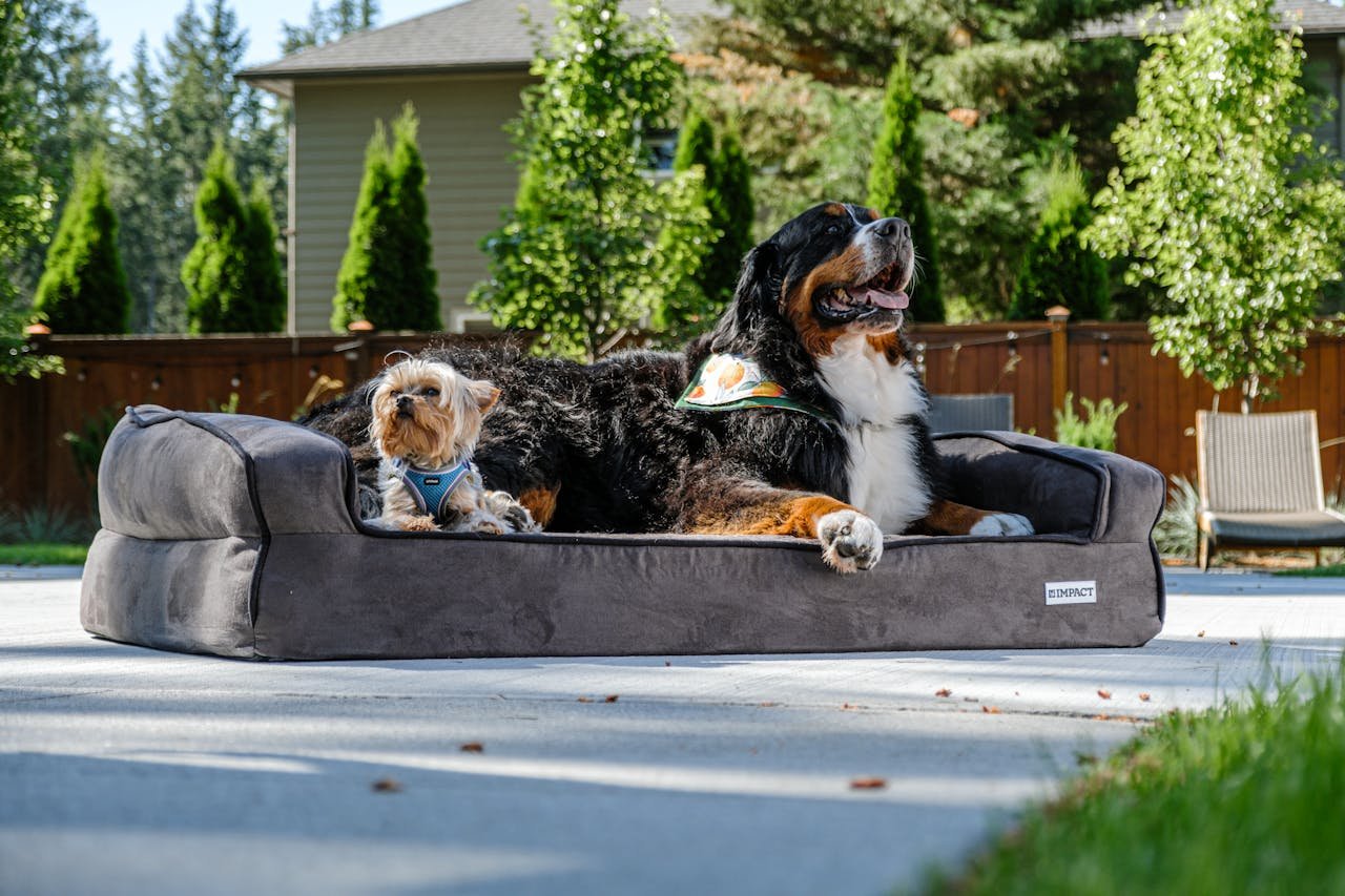 social-feed-img-04 Two dogs enjoying outdoor comfort on a durable dog bed, perfect for pet lovers.