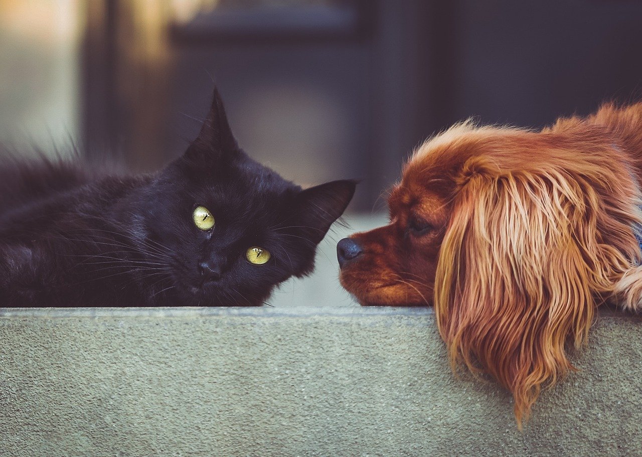 social-feed-img-01 dog, cat, pets, mammals, animals, friends, friendship, brown dog, nature, pet, animal, black cat, domestic, domestic animals, portrait, friendship day