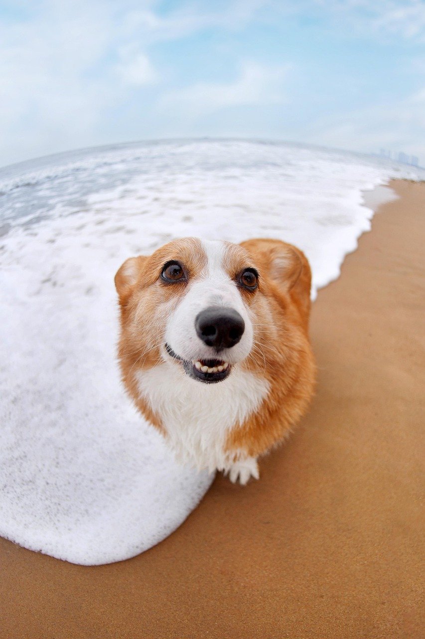 social-feed-img-02 pets, dog, pet, animal, corgi