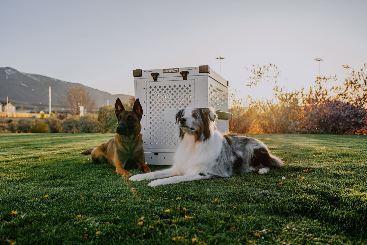 social-feed-img-02 Two dogs resting near a high-quality dog crate in a park during sunset, showcasing pet safety and companionship.